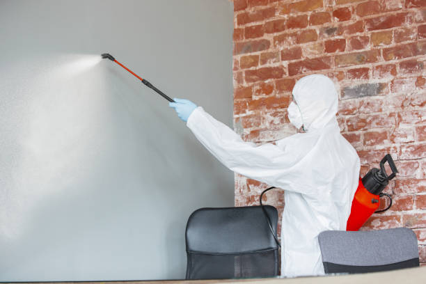 Best Black Mold Removal  in Whitefish Bay, WI