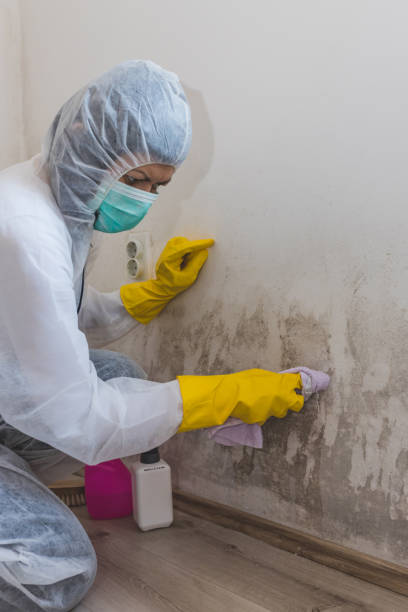 Best Mold Prevention Services  in Whitefish Bay, WI