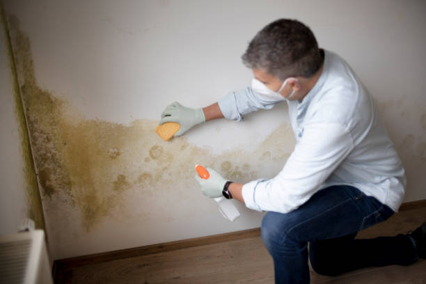 Best Mold Odor Removal Services  in Whitefish Bay, WI