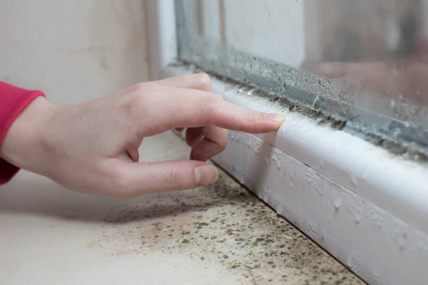 Best Environmental Consulting for Mold Prevention  in Whitefish Bay, WI