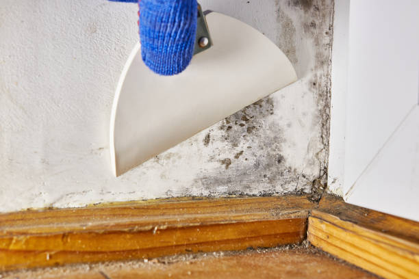 Best Flood Damage  in Whitefish Bay, WI