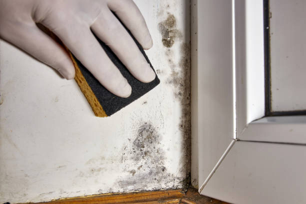 Best Comprehensive Air Testing for Mold Contaminants  in Whitefish Bay, WI
